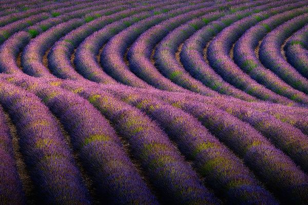 Jaynes Gallery 아티스트의 Europe-France-Provence-Valensole Plateau-Rows of ripe lavender작품입니다.